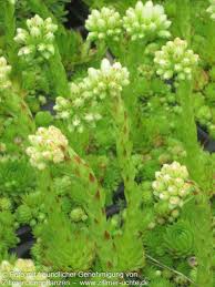 Attēlu rezultāti vaicājumam “Jovibarba globifera”