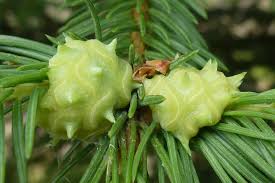 Attēlu rezultāti vaicājumam “Adelges laricis”