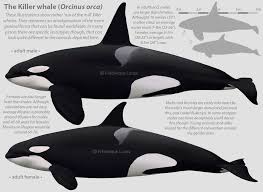 Image result for Orcinus orca