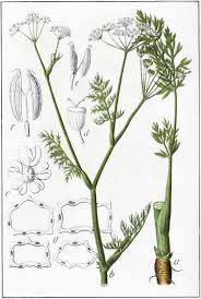 Image result for Carum carvi