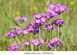 Attēlu rezultāti vaicājumam “Primula farinosa bud”