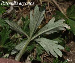 Attēlu rezultāti vaicājumam “Potentilla argentea leaf”