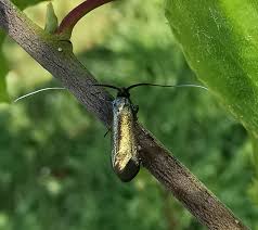 Attēlu rezultāti vaicājumam “Adela cuprella”