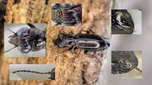 Attēlu rezultāti vaicājumam “Notiophilus palustris”