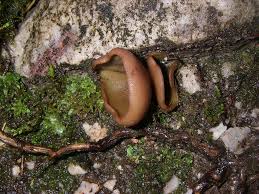 Attēlu rezultāti vaicājumam “Peziza badia”