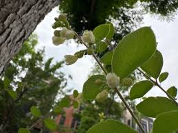 Attēlu rezultāti vaicājumam “Symphytocarpus trechisporus”