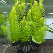 「金魚藻」的圖片搜尋結果