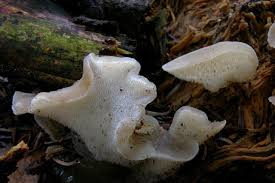 Attēlu rezultāti vaicājumam “Pseudohydnum gelatinosum”