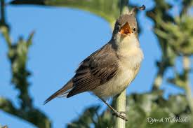 Image result for Hippolais polyglotta