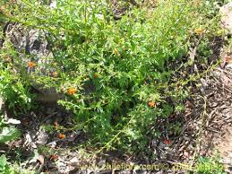 Image result for Alonsoa liniflora