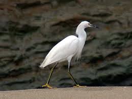 Image result for Egretta thula