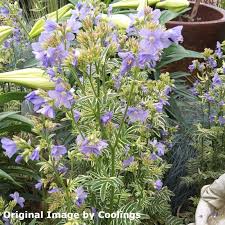 Attēlu rezultāti vaicājumam “Polemonium caeruleum bud”
