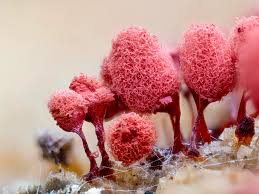 Attēlu rezultāti vaicājumam “Arcyria denudata spores”