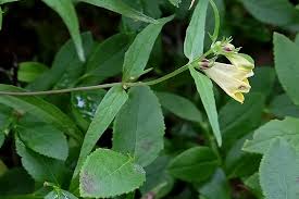 Attēlu rezultāti vaicājumam “Melampyrum pratense leaf”