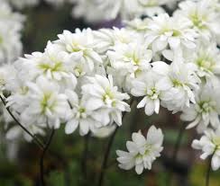 Attēlu rezultāti vaicājumam “Saxifraga granulata flower”