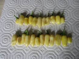 Afbeeldingsresultaat voor white habanero hot pepper