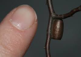 Attēlu rezultāti vaicājumam “Diprionidae cocoon”