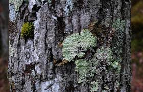 Attēlu rezultāti vaicājumam “Menegazzia terebrata”