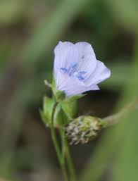 Attēlu rezultāti vaicājumam “Linaceae”