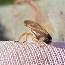 Attēlu rezultāti vaicājumam “Neophilaenus lineatus”