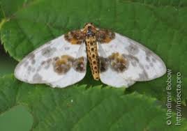 Attēlu rezultāti vaicājumam “Abraxas sylvata imago”