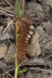 Attēlu rezultāti vaicājumam “Gynaephora selenitica larva”