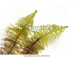 Attēlu rezultāti vaicājumam “Ptilium crista-castrensis”