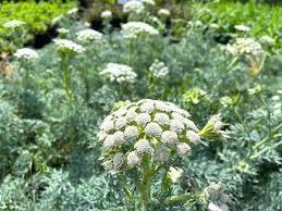 Attēlu rezultāti vaicājumam “Enteridium corticatum sessile”