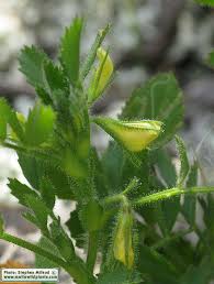 Attēlu rezultāti vaicājumam “Ononis arvensis bud”