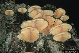 Attēlu rezultāti vaicājumam “Phyllotopsis nidulans”