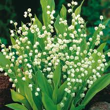 Attēlu rezultāti vaicājumam “Convallaria majalis”