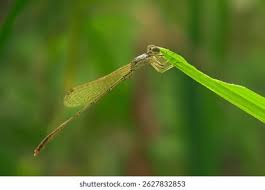 Attēlu rezultāti vaicājumam “Nehalennia speciosa”