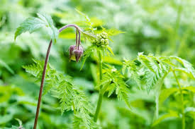 Attēlu rezultāti vaicājumam “Galium rivale flower”