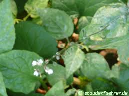 Attēlu rezultāti vaicājumam “Circaea lutetiana bud”