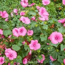 Image result for Lavatera trimestris