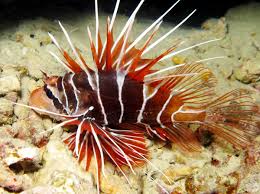 Image result for Pterois radiata