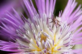 Attēlu rezultāti vaicājumam “Capsodes gothicus”