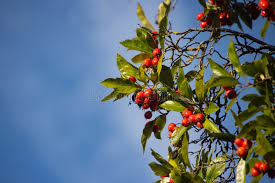 Attēlu rezultāti vaicājumam “Sorbus intermedia fruit”
