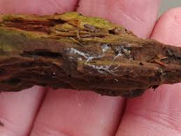 Attēlu rezultāti vaicājumam “Diderma sp.”