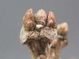 Attēlu rezultāti vaicājumam “Quercus rubra bud”