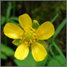 Attēlu rezultāti vaicājumam “Ranunculus auricomus flower”