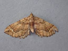 Attēlu rezultāti vaicājumam “Pelurga comitata”