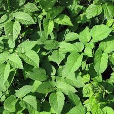 Attēlu rezultāti vaicājumam “Aegopodium podagraria leaf”