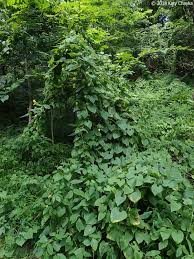 Attēlu rezultāti vaicājumam “Thladiantha dubia”