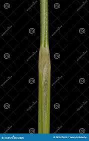 Attēlu rezultāti vaicājumam “Nardus stricta leaf”