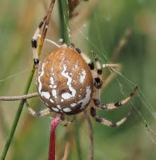 Attēlu rezultāti vaicājumam “Araneus quadratus male”