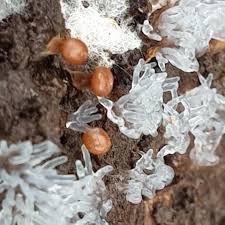 Attēlu rezultāti vaicājumam “Diderma roanense stalked”