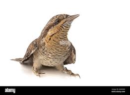 Image result for Jynx torquilla