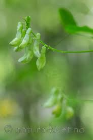 Attēlu rezultāti vaicājumam “Vicia pisiformis”