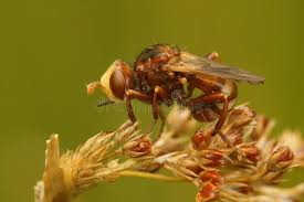Attēlu rezultāti vaicājumam “Sicus ferrugineus”